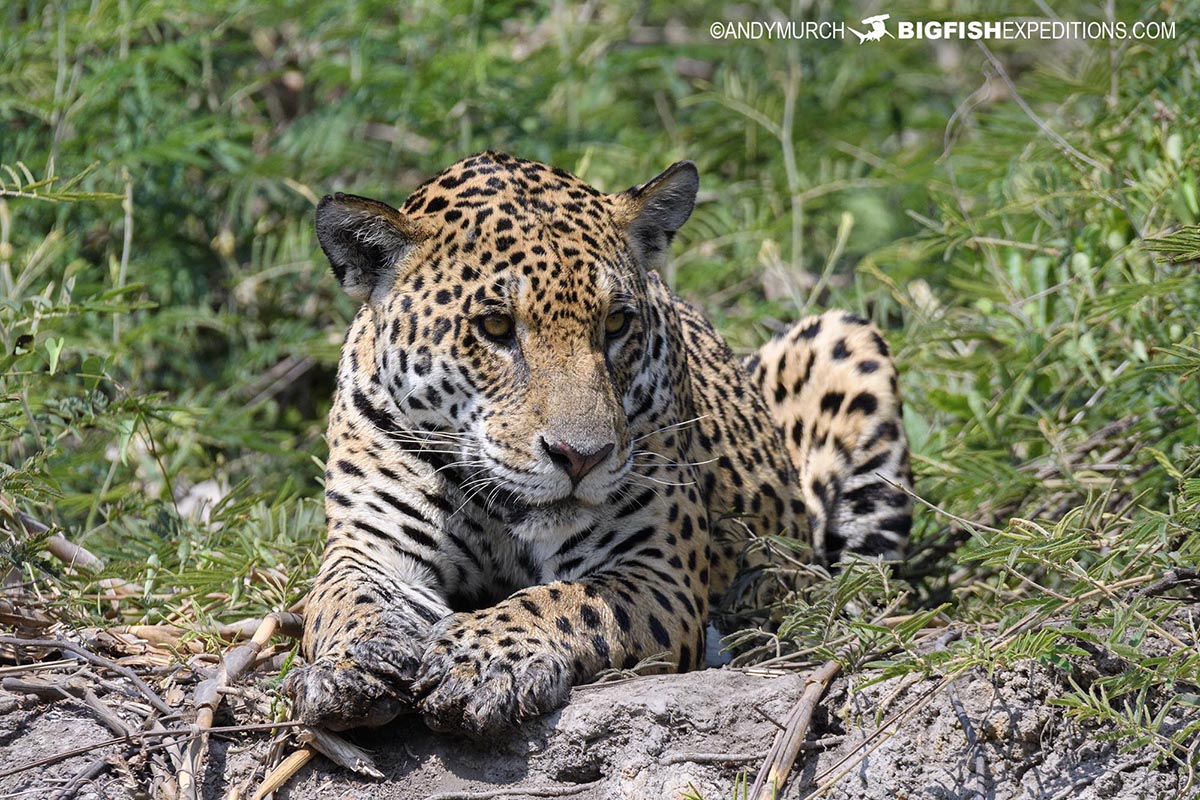 Relaxing Jaguar. Photography expedition in the Brazilian Pantanal.