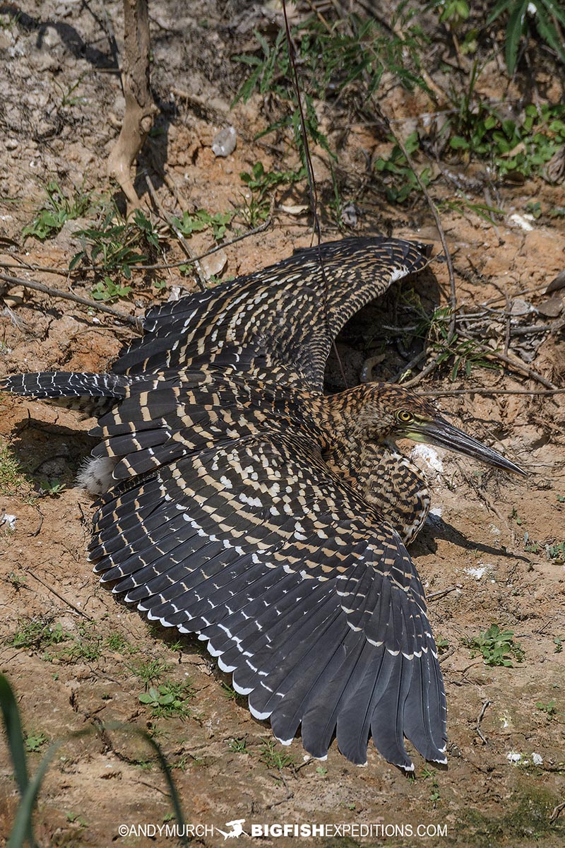 Tiger heron in the Brazilian Pantanal.