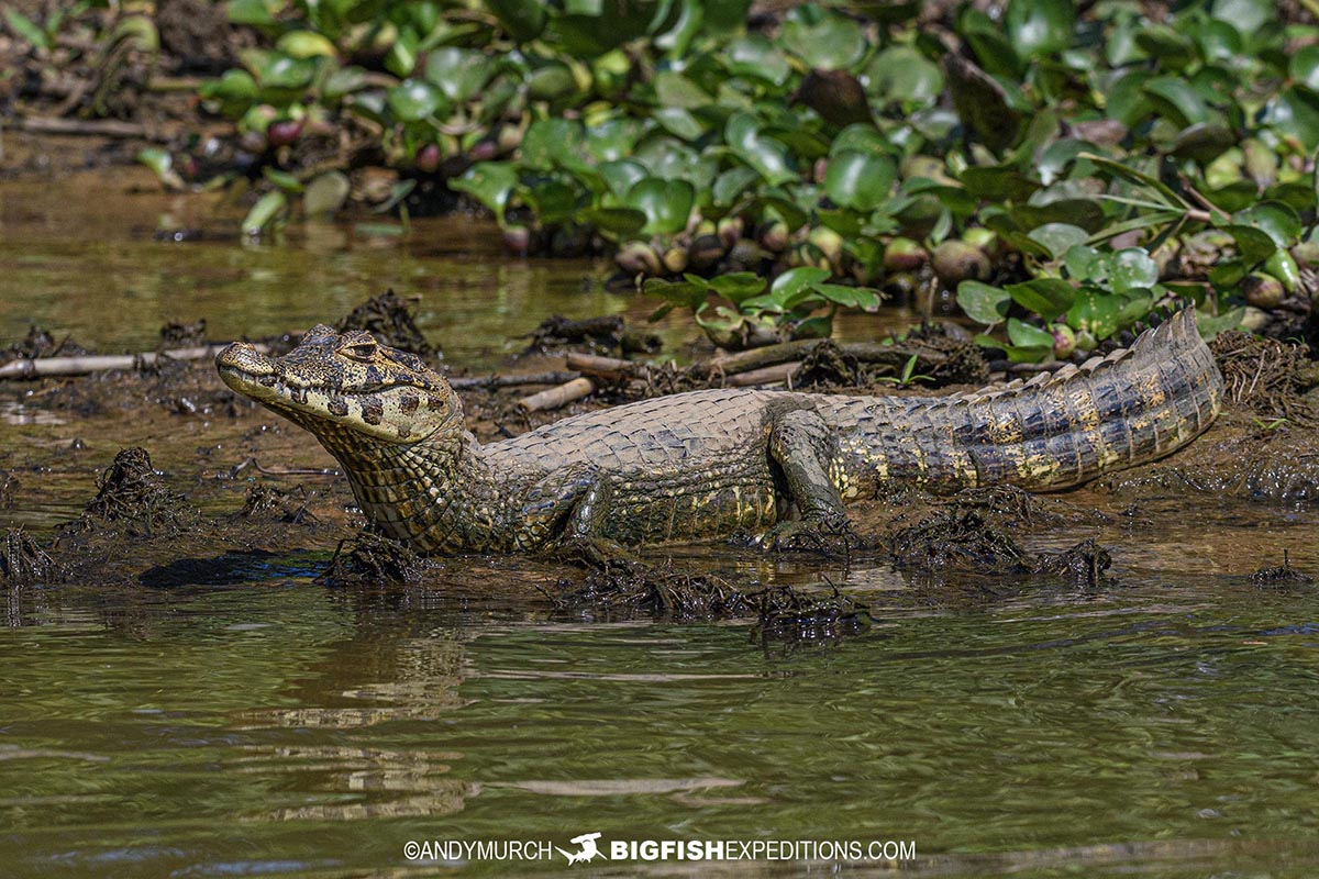 Yacare Caiman in the Pantanal.