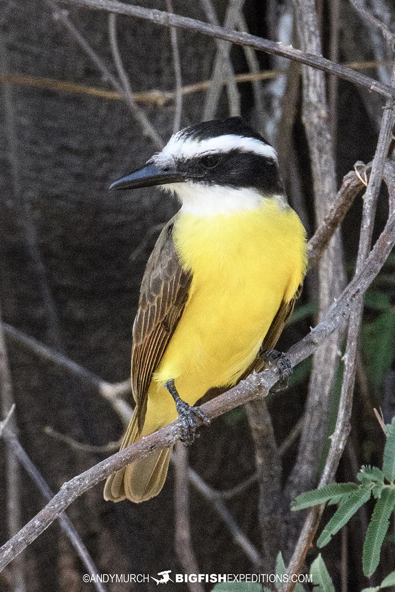 Beautiful bird in the Pantanal.