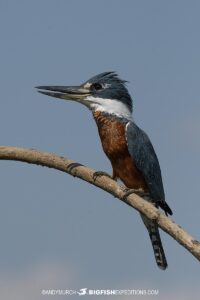Kingfisher in the Pantanal.