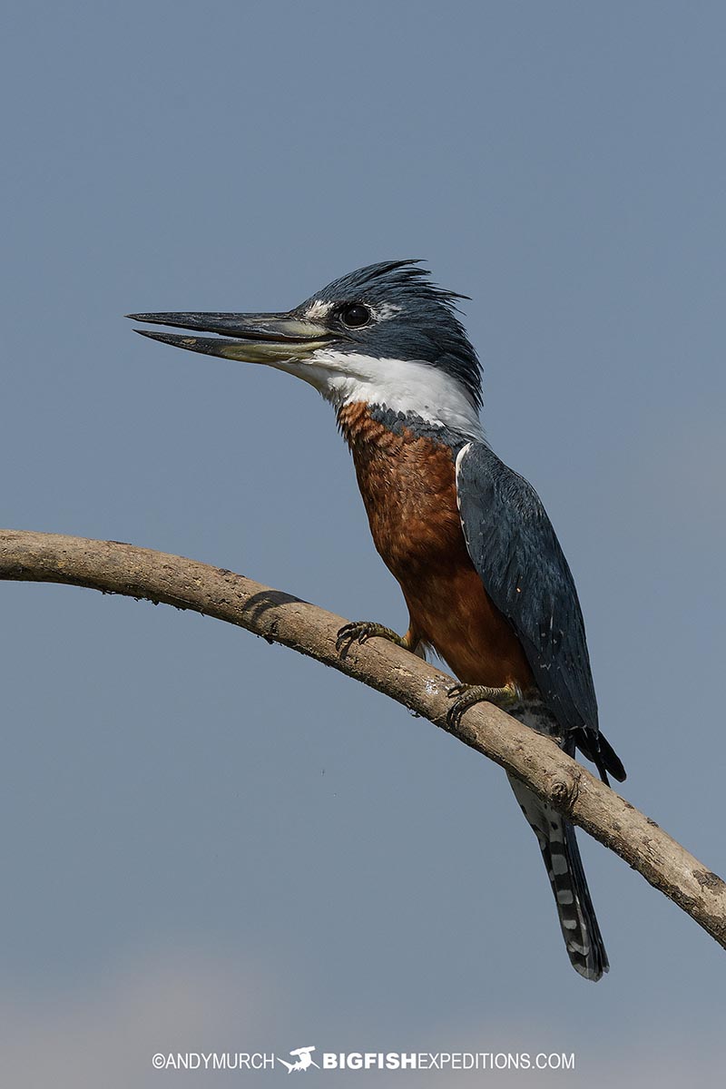 Kingfisher in the Pantanal.