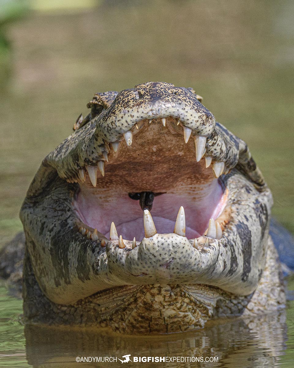 Jacare Caiman.