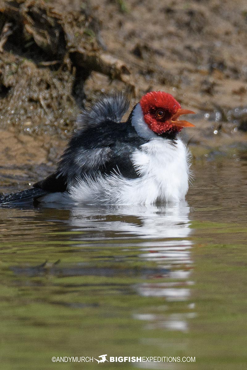 Pretty bird in the Pantanal.