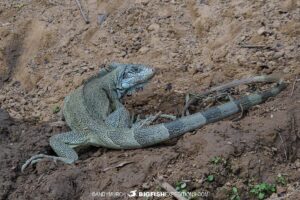 Green Iguana. Jaguar Photography expedition in the Brazilian Pantanal.