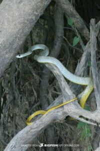 Yellowtailed Cribo in the Pantanal.