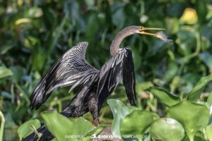 Anhinga eating a fish.
