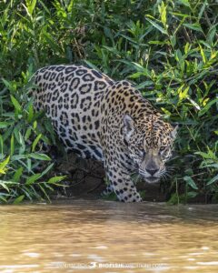 Hunting Jaguar on the river bank in the Brazilian Pantanal.