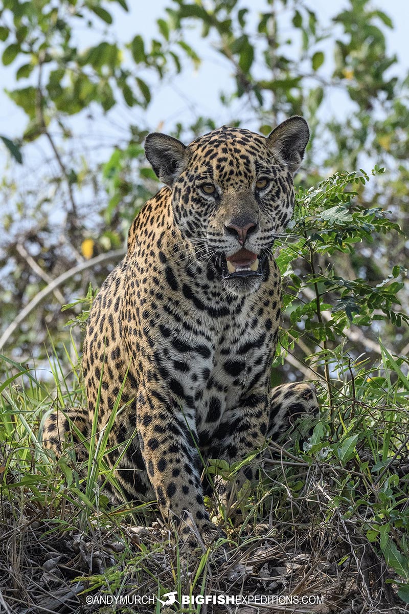 Howler Monkey. Jaguar Photography expedition in the Brazilian Pantanal.