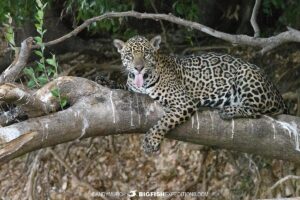 Jaguar in a tree in the Pantanal.