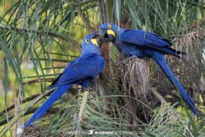 Blue hyacinth macaws.
