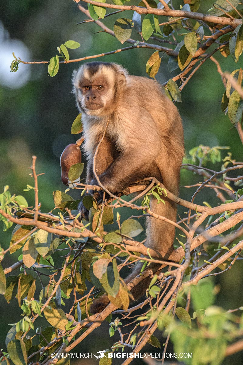 Capuchin Monkey. Jaguar Photography expedition in the Brazilian Pantanal.