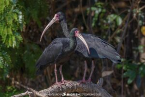 Bare faced Ibises. Jaguar Photography expedition in the Brazilian Pantanal.