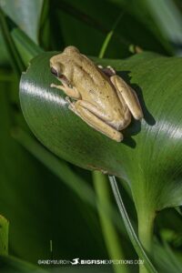 Frog on hyacinth. Jaguar Photography expedition in the Brazilian Pantanal.