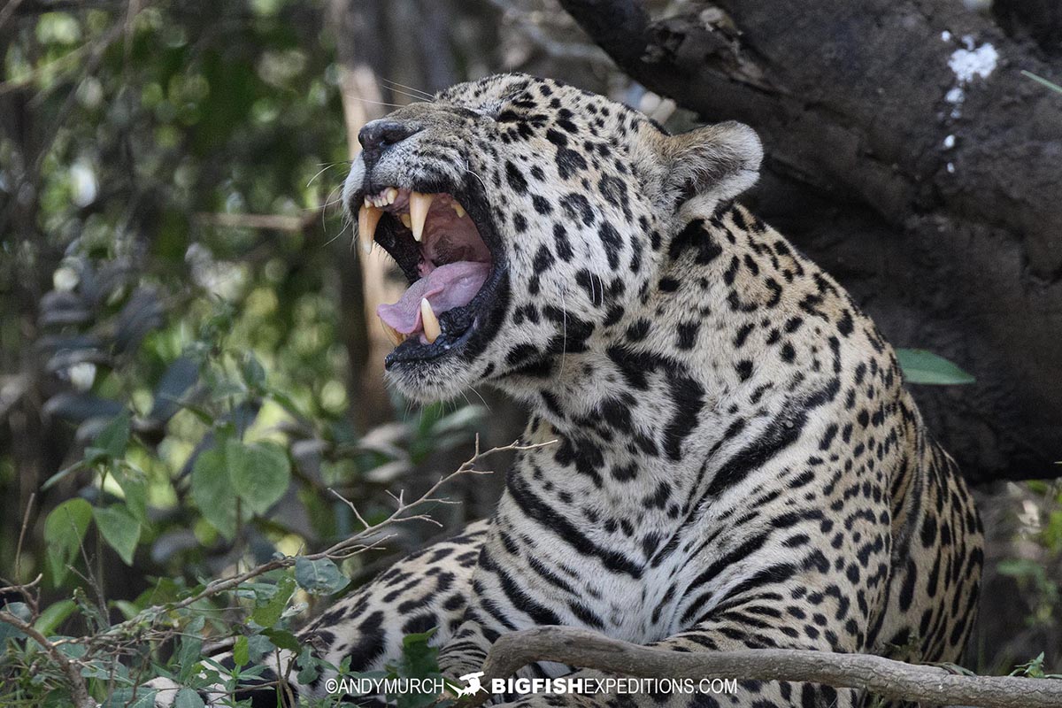 Jaguar Photography expedition in the Brazilian Pantanal.