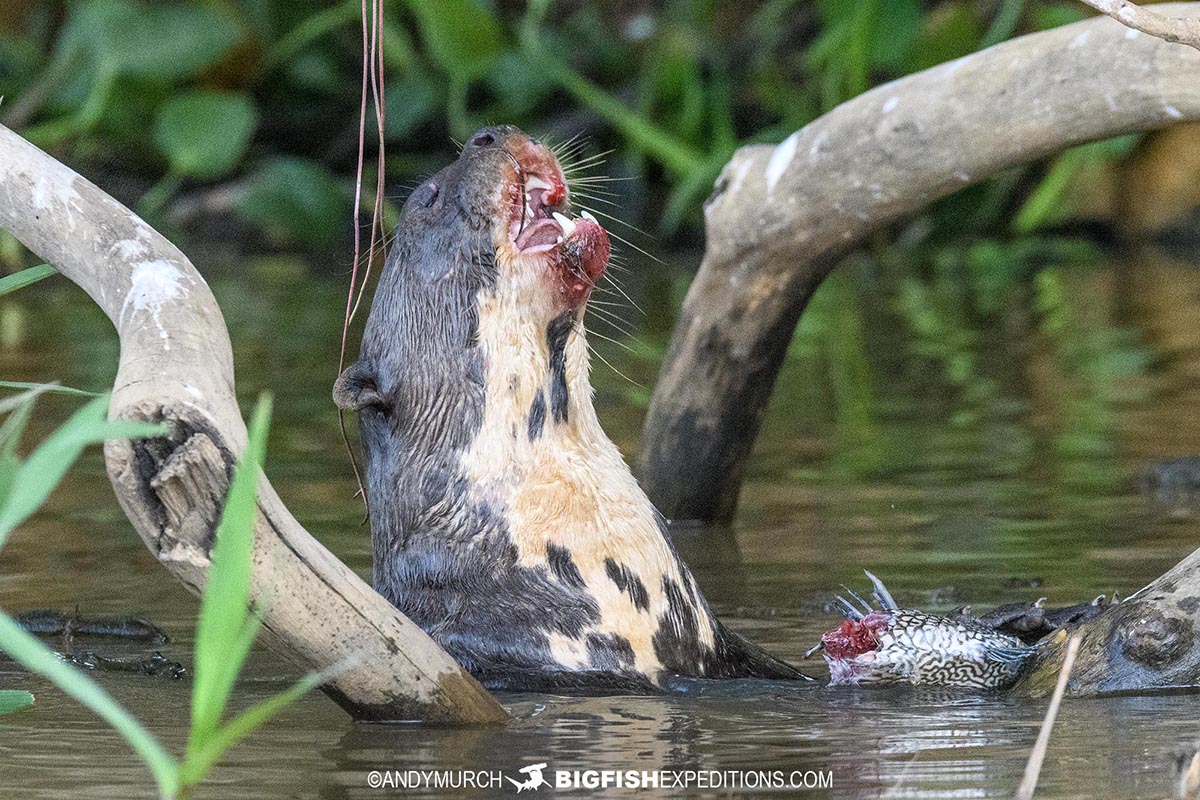 Giant River Otter in the Pantanal on a Jaguar Safari.