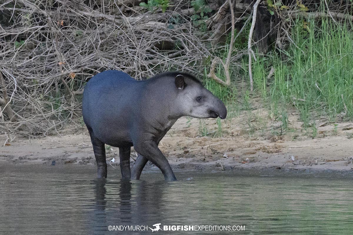 Tapir in the Pantanal.