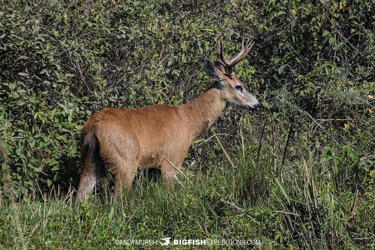 Deer in the Pantanal on our Jaguar Safari.