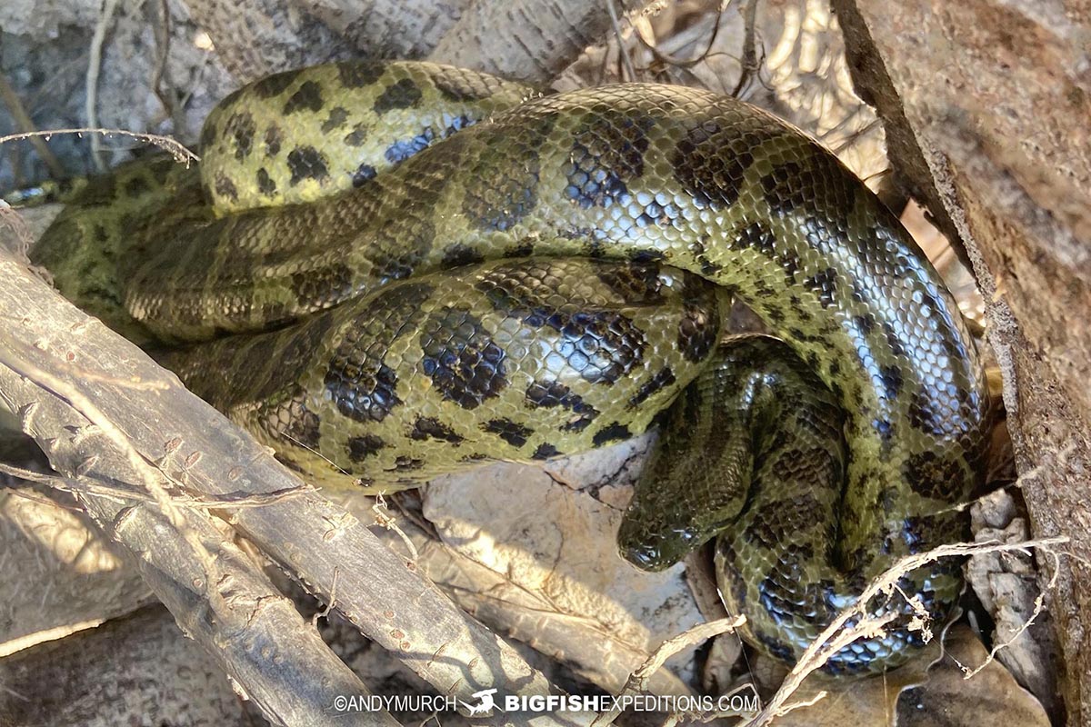 Yellow Anaconda on the bank of the Rio near Puerto Jofre.