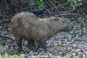 Capybara. Jaguar Photography expedition in the Brazilian Pantanal.