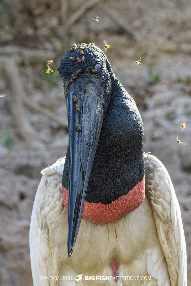 Jabiru Stork covered in flies. Jaguar Safari.