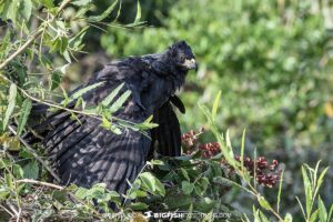 Great Black Hawk. Jaguar Photography expedition in the Brazilian Pantanal.