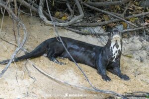 Giant River Otter. Jaguar Photography expedition in the Brazilian Pantanal.