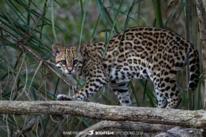 Ocelot. Jaguar Photography expedition in the Brazilian Pantanal.