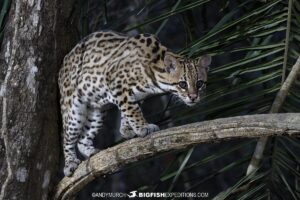 Ocelot stalking prey in the Pantanal.