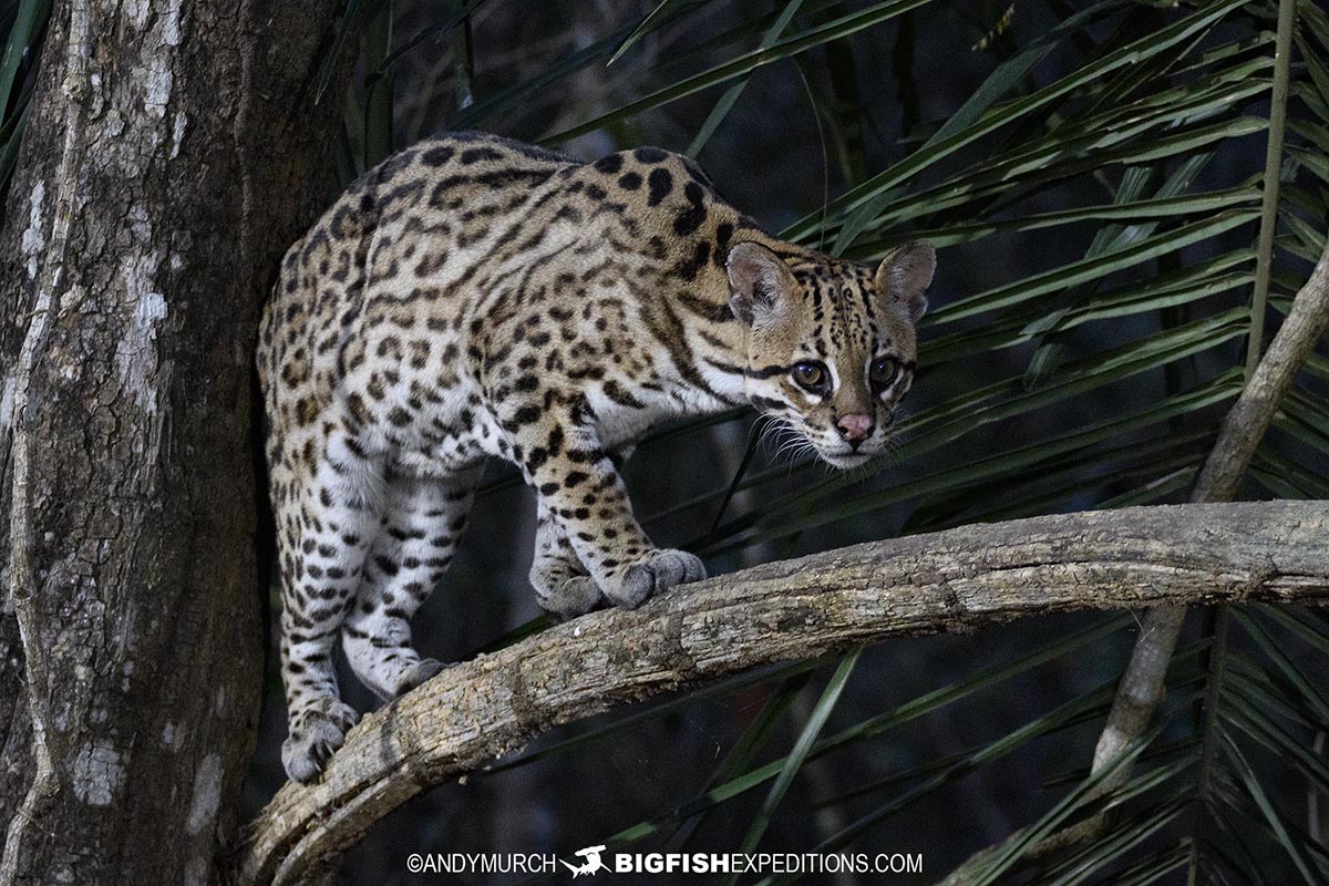 Ocelot stalking prey in the Pantanal.