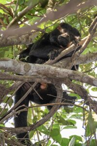 Howler Monkey. Jaguar Photography expedition in the Brazilian Pantanal.