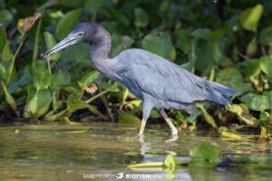 Grey heron. Jaguar Photography expedition in the Brazilian Pantanal.