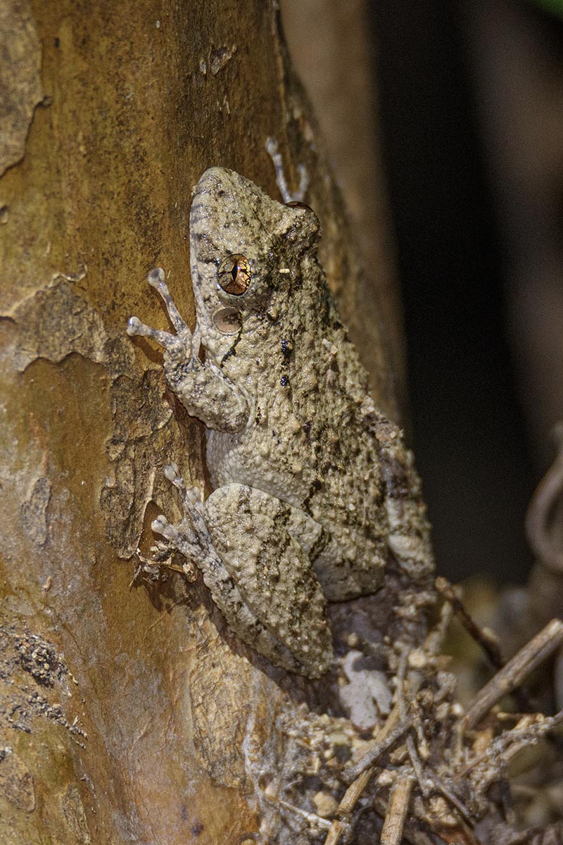 Frog on hyacinth. Jaguar Photography expedition in the Brazilian Pantanal.