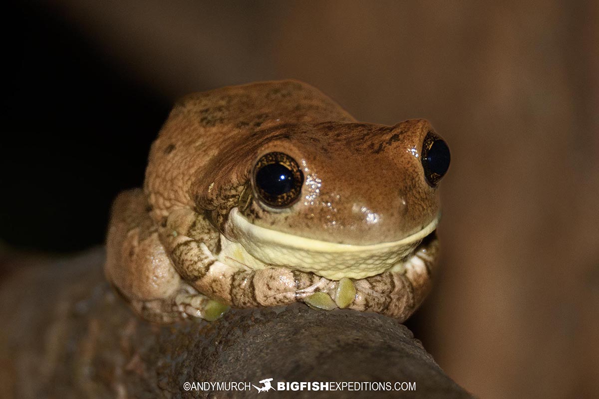 Bufous frog. Jaguar Photography expedition in the Brazilian Pantanal.