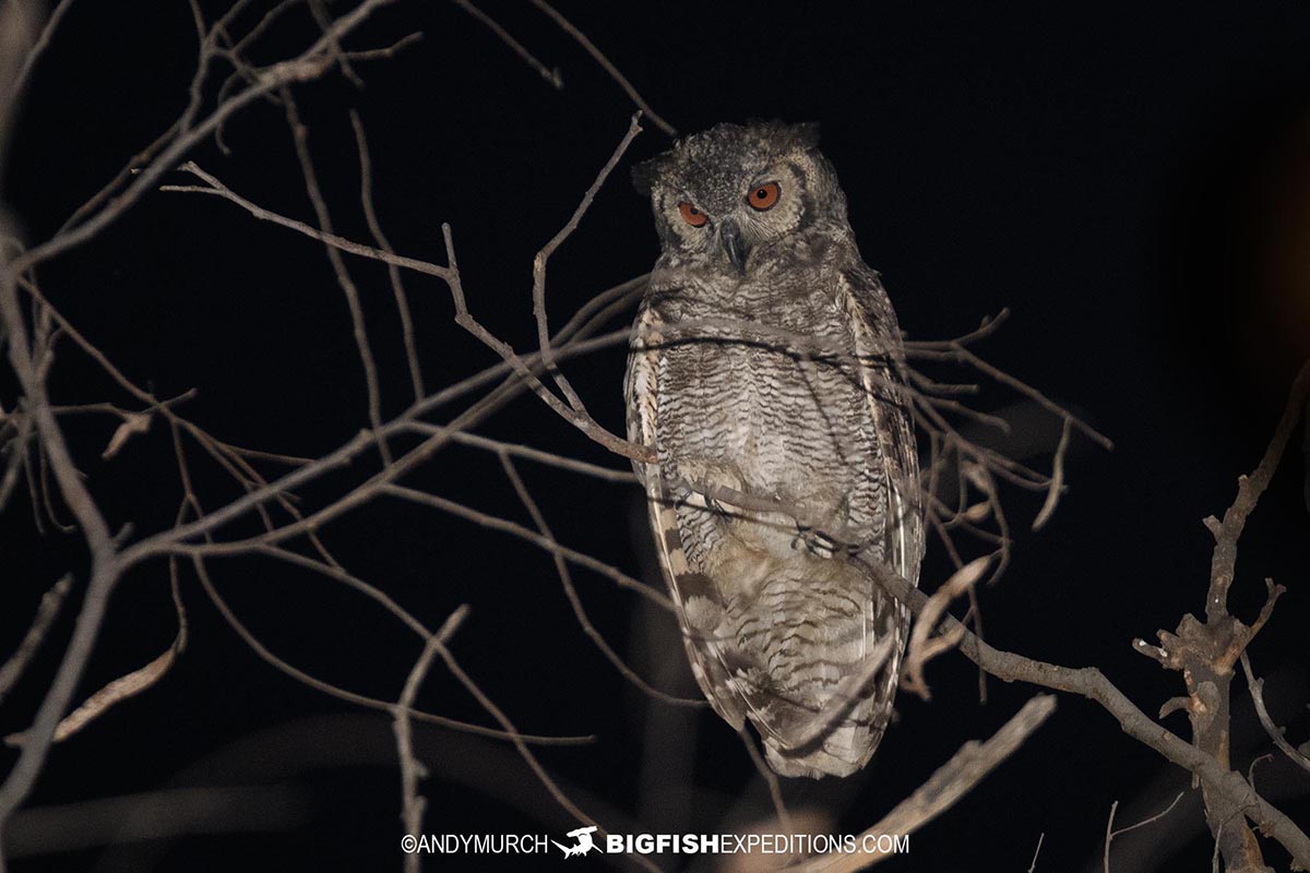 Great horned owl. Jaguar Photography expedition in the Brazilian Pantanal.