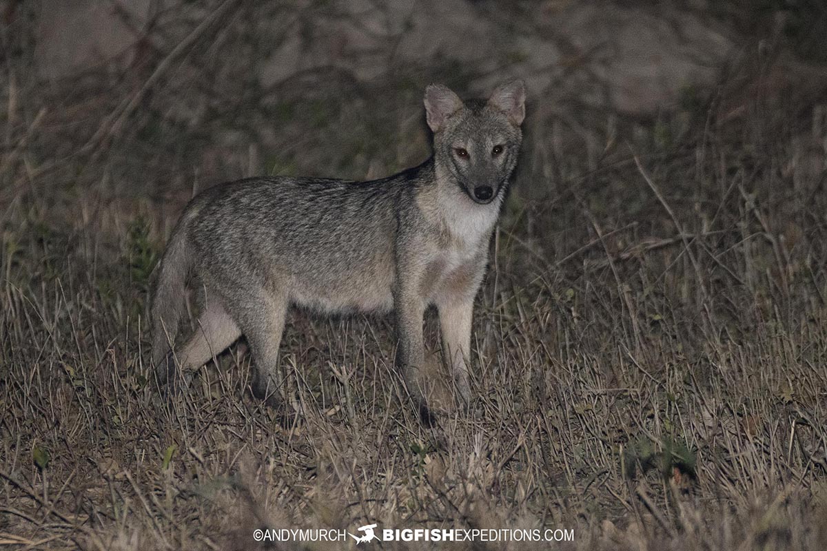 Crab eating Fox in Brazil.