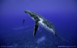 Snorkeling with Humpback Whales in Rurutu, French Polynesia.