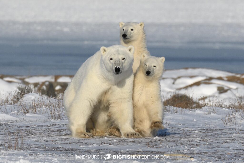 Polar Bear Photography Tour in Churchill, Canada.