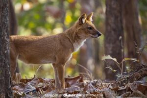 Dhole (wild dog) photography in Tadoba. Tiger Tour in India.