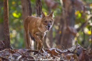 Dhole (wild dog) photography in Tadoba. Tiger Tour in India.