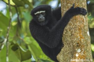 Hoolock Gibbon at Borajan Wildlife Sanctuary.
