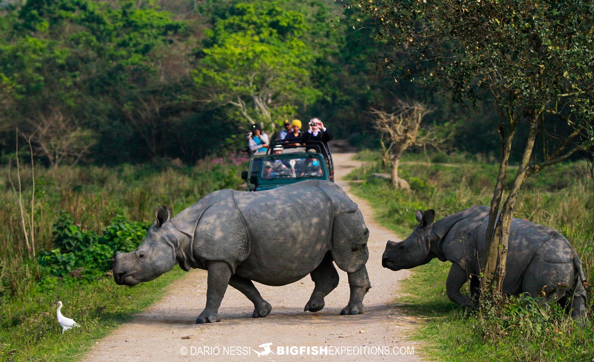 One horned rhinoceros photography tour on a tiger trip in Kaziranga National Park, India.