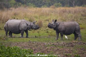 One horned rhinoceros photography tour on a tiger trip in Kaziranga National Park, India.
