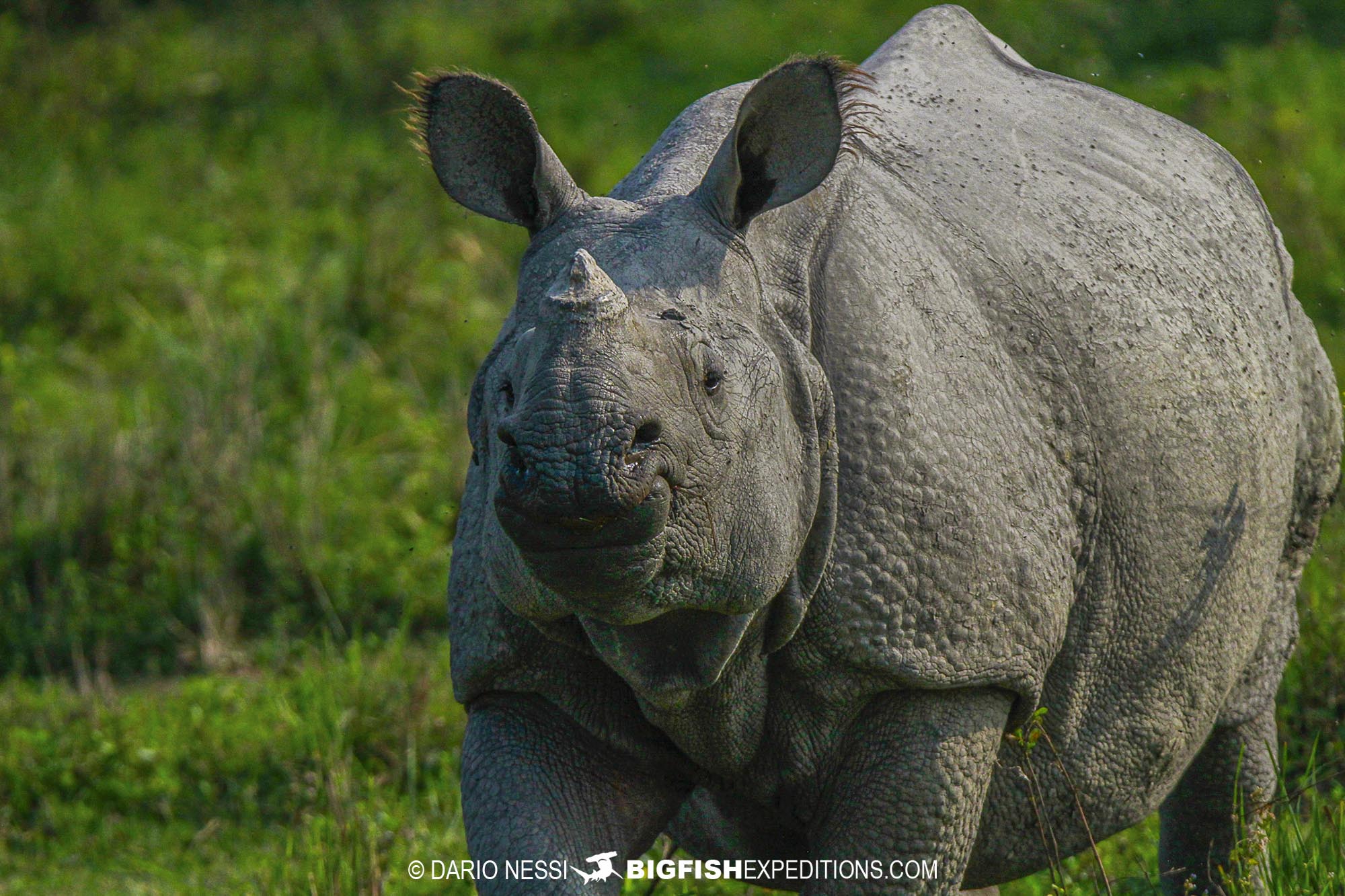 One horned rhinoceros photography tour on a tiger trip in Kaziranga National Park, India.