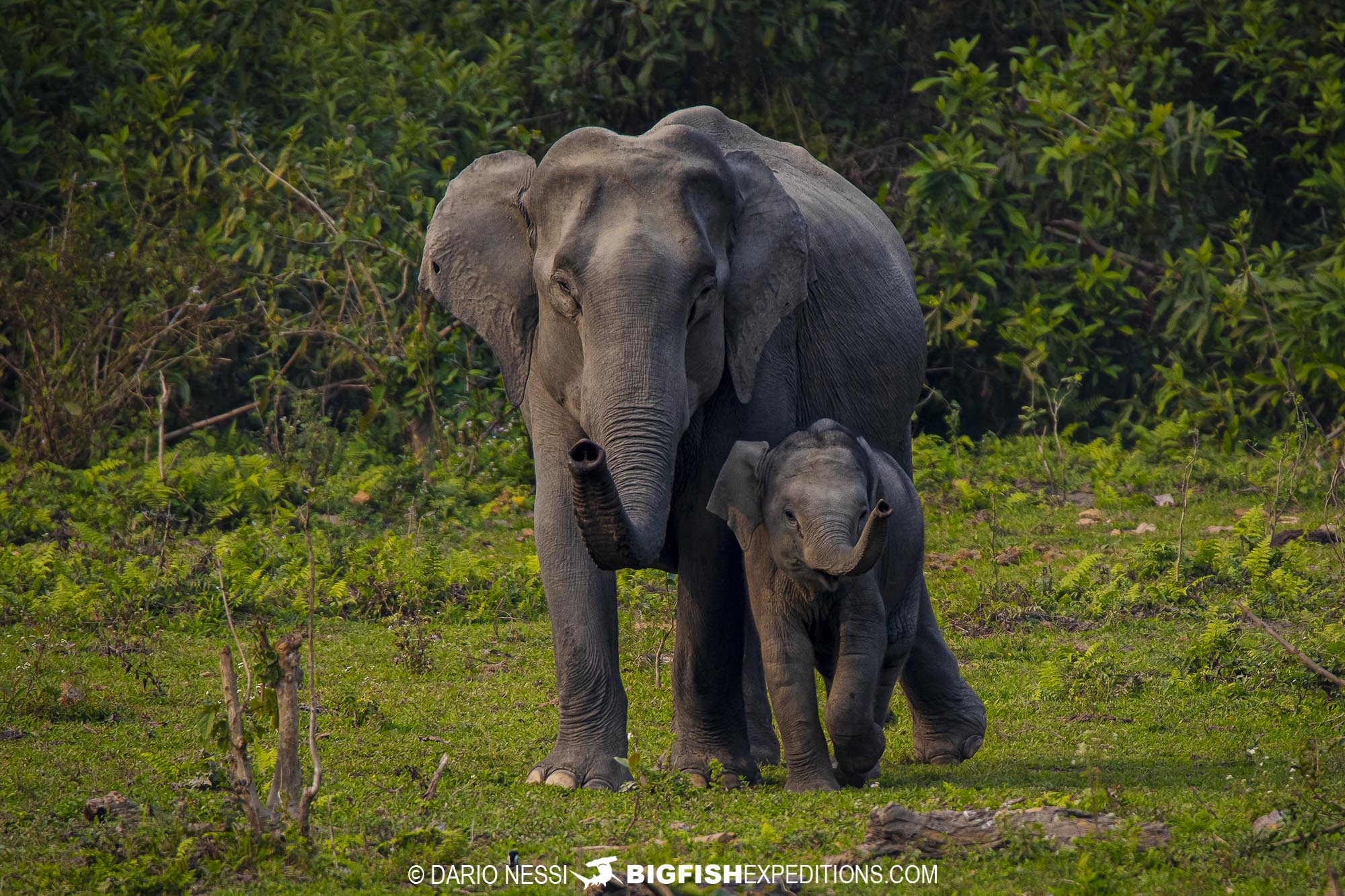 Asian elephant photography tour on a tiger trip in Kaziranga National Park, India.