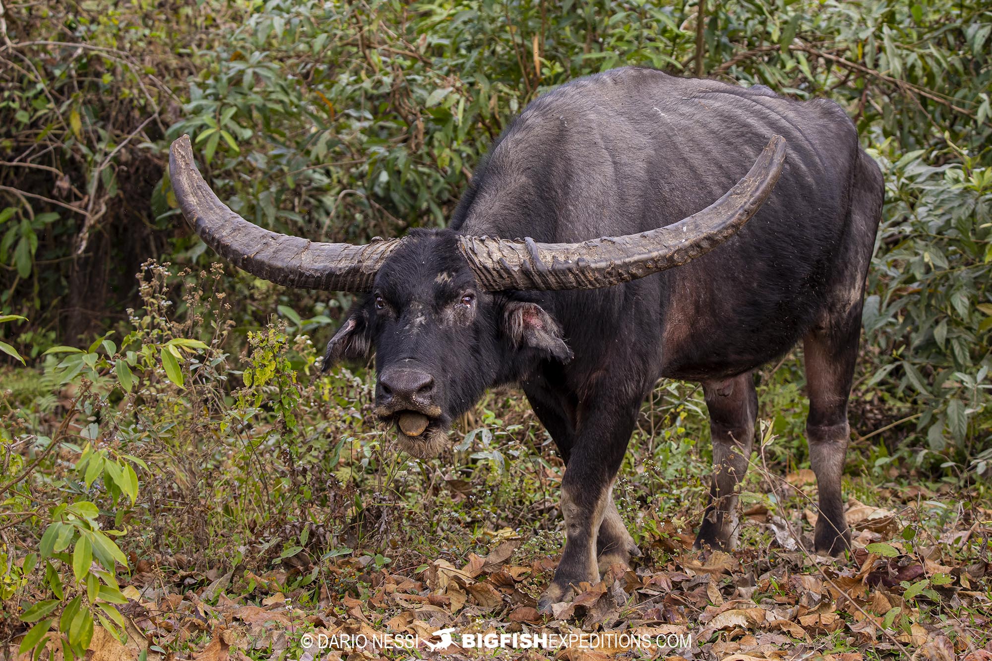 Water Buffalo Photography on a tiger tour in Kaziranga National Park, India.