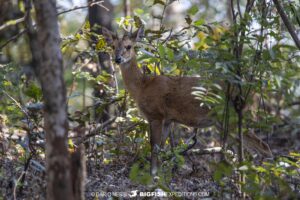 Four horned antelop in Tadoba National Park, India.