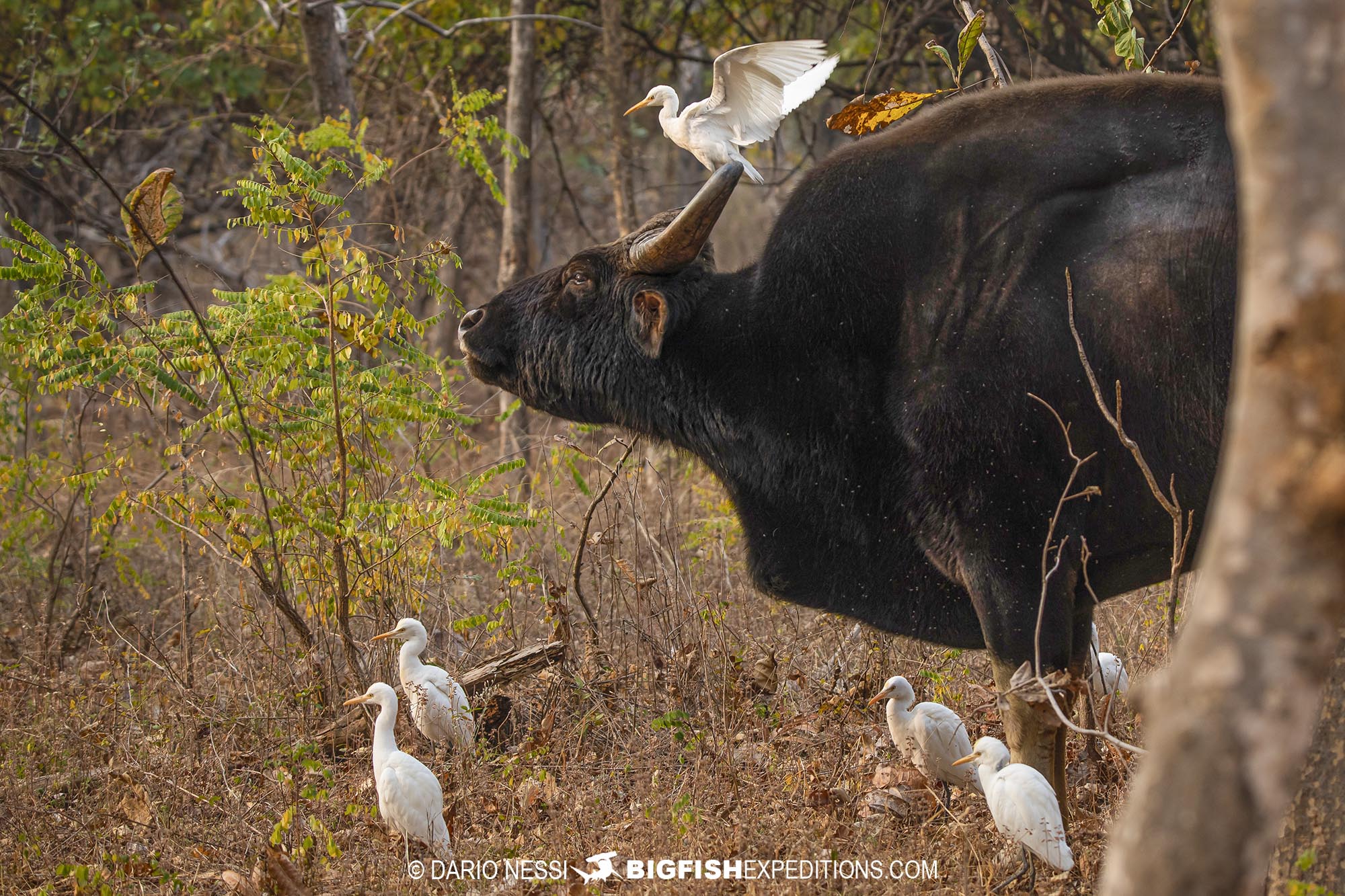 Indian Gaur Tadoba National Park, India.