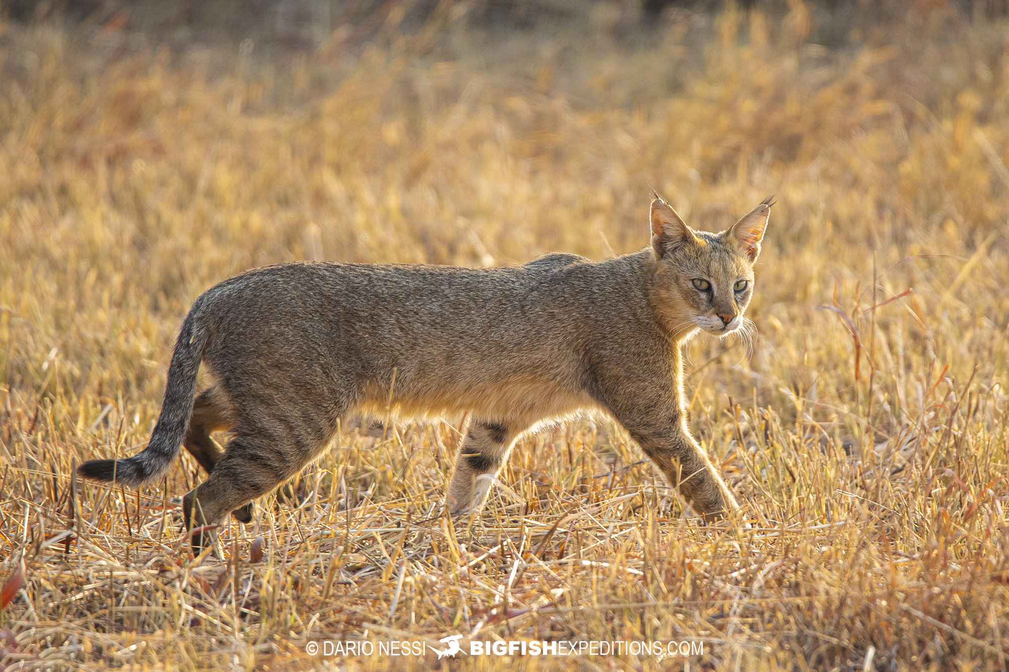 Jungle cat on a tiger photography tour in India.