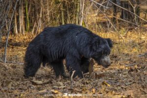 Sloth Bear photography tour in India.